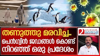 എന്താണ് സംഭവിച്ചത്മഞ്ഞുമൂടിയ ലോകം ഭീതിയിൽ  Outbreak of deadly H5N1 virus  Antarctica [upl. by Einoj]