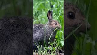 Snowshoe Hare 🐇hare hares animals rabbits wildlife [upl. by Bary]