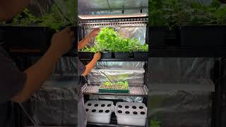 The perfect height for an indoor grow light [upl. by Trant]