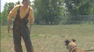 Schutzhund Protection 1 with Dr Stewart Hilliard [upl. by Ener]