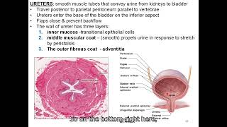 Urinary System part 5 urine flow from kidney micturition [upl. by Ydnac]