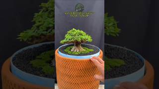 Anting Putri Daun Micro bonsaiunik snibonsai bonsai [upl. by Danaher494]