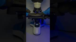 Expired oreo under microscope 🔬  oreo oreobiscuitrecipe youtube facts microscope usefull [upl. by Platus152]