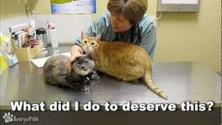 Cats Demand Attention From Vet [upl. by Cam653]