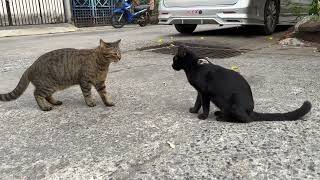 Can You Guess What Happens When This Street Tortie Cat Meets a Black Cat [upl. by Pillihp600]