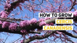 Cercis canadensis Growing Guide Eastern Redbud by GardenersHQ [upl. by Salvay323]