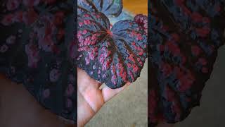 Бегония Vesuvius 🔥 begonia begoniavesuvius plants urbanjungle garden [upl. by Westhead898]