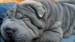 Arthur  Blue Shar Pei Puppy snoring  so cute [upl. by Gunn]