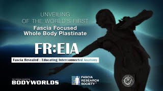 Unveiling of the World’s first 3D Human Fascia Plastinate at the BODY WORLDS Museum in Berlin [upl. by Giverin]