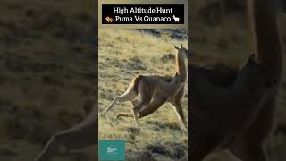 😱😳OMG Puma🐆 attacks huge Guanaco🦙 wildlife puma hunting [upl. by Ezri]