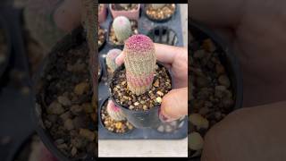 🌈 เรนโบว์ Echinocereus Pectinatus Rubispinus cactusplant แคคตัส กระบองเพชร cactusampsucculent [upl. by Alfonso]