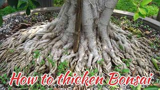 How to thicken bonsai  ficus microcarpa [upl. by Lisette112]