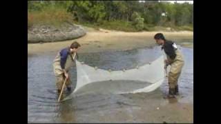 Seining  Salt Marsh Dynamics  Part 1 [upl. by Yra]