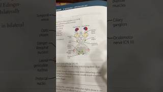 Pupillary light reflex neetpg usmle eyes ophthalmology mnemonics [upl. by Mullen]