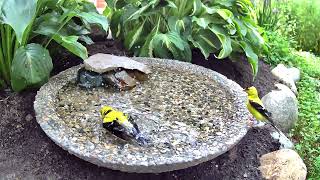 birds birdbath goldenfinch [upl. by Ramsden400]