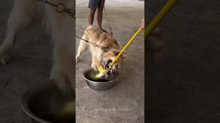 Labrador Insane Aggressive Nature While Training 😱🥶 shorts dog pets labrador animals trending [upl. by Fadil965]