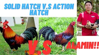 Sabong Tips Action Hatches VS Solid Hatches Gamefowl Bloodlines  Alamin [upl. by Dannel]