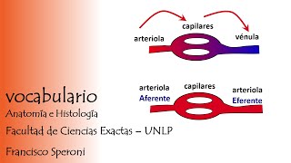 Aferente y Eferente [upl. by Groscr]