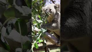 Koalas may not be smart but they can eat toxic plants [upl. by Clemmie691]