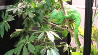 Female Parsons Chameleon Eating [upl. by Papagena]