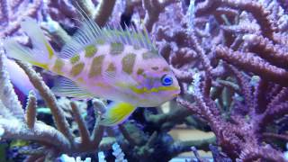 Odontanthias borbonius Blotched Anthias MALE [upl. by Onej]