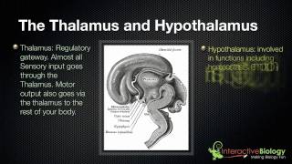 028 The Thalamus and Hypothalamus [upl. by Staten637]