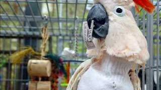 A Story About Bo the Moluccan Cockatoo [upl. by Theran890]