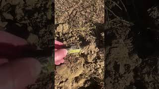 Deep toy metaldetecting shortsviral viralshorts [upl. by Hollah447]