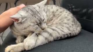 Malik bazar 😭nahi lachate hai cat cutekittten cuteanimal catlover cutepet cute [upl. by Manolo]