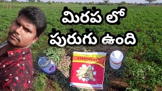 మిరపలొ పురుగు ఉంది Monocrotophos 36  Acephate 75  Tata Company Tafgor Insecticide  Mirchi crop [upl. by Hintze]