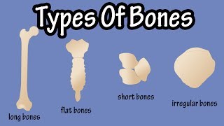 Types Of Bones In The Human Body  Long Bones  Short Bones  Flat Bones  Irregular Bones [upl. by Aekan435]