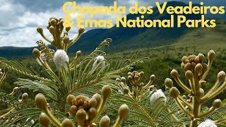 Exploring Brazils Hidden Gems Chapada dos Veadeiros amp Emas National Parks [upl. by Gnus]