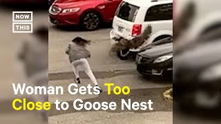 Goose Attacks Woman — Dont Mess With Mother Goose 😨 [upl. by Saerdna897]