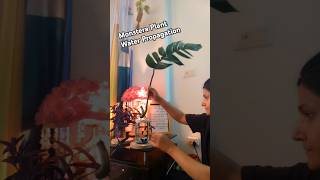 Monstera Plant Water Propagation  Easy Care Tips amp Growth shortsviralMonstera WaterPropagation [upl. by Marchelle]