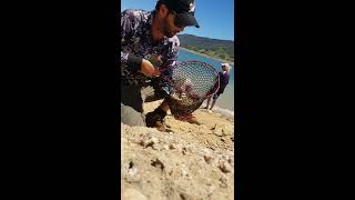 5 minutes at Blowering dam redfin every cast [upl. by Ambrosio]