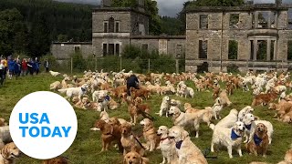 Golden retriever lovers unite Hundreds mark breed anniversary  USA TODAY [upl. by Aruasor]