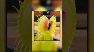 Plants that Eat Insects shorts factshorts trending [upl. by Amund]