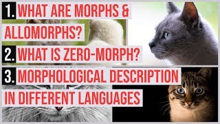 Morphs  Allomorphs  ZeroMorphs  Morphological Description In Different Languages  UrduHindi [upl. by Drice]