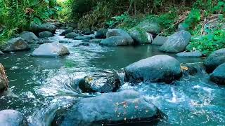 Relaxing birds amp water sounds nature river sounds for sleep meditation relaxation flowing water [upl. by Biles]