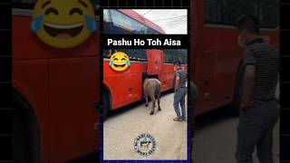 Try not to laugh 🤣🤣🤣 pashu cow pets china tour cattle animals viralvideo trending shorts [upl. by Fujio]