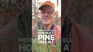 How can you tell how old a pine tree is tree trees forest forests nature short shorts [upl. by Metabel]