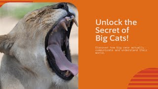 quotThe Roar Truth Understanding Big Cat Communicationquot [upl. by Raynell]