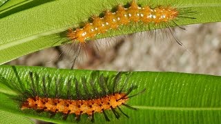 Oleander Caterpillar Damage in Home Landscapes [upl. by Nador]