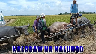 EP 00 BUHAY BUKID team netibo [upl. by Martineau]