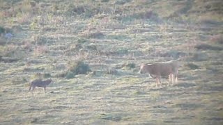 Un lobo juega con las vacas en A Estrada [upl. by Enomed72]