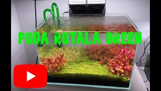 PODA ROTALA GREEN [upl. by Dianna]