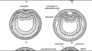 عملية تكوين الاعضاء Organogenesis of Amphioxus [upl. by Anitteb]