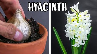 Growing Hyacinth Flower From Bulb Time Lapse 121 Days [upl. by Ytsur]