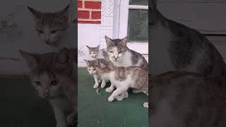 I arent your mama cute cat mom 🐱🐱🐱🐱 [upl. by Derwood]