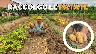 Come RACCOGLIERE le PATATE nell’ORTO [upl. by Uziel502]